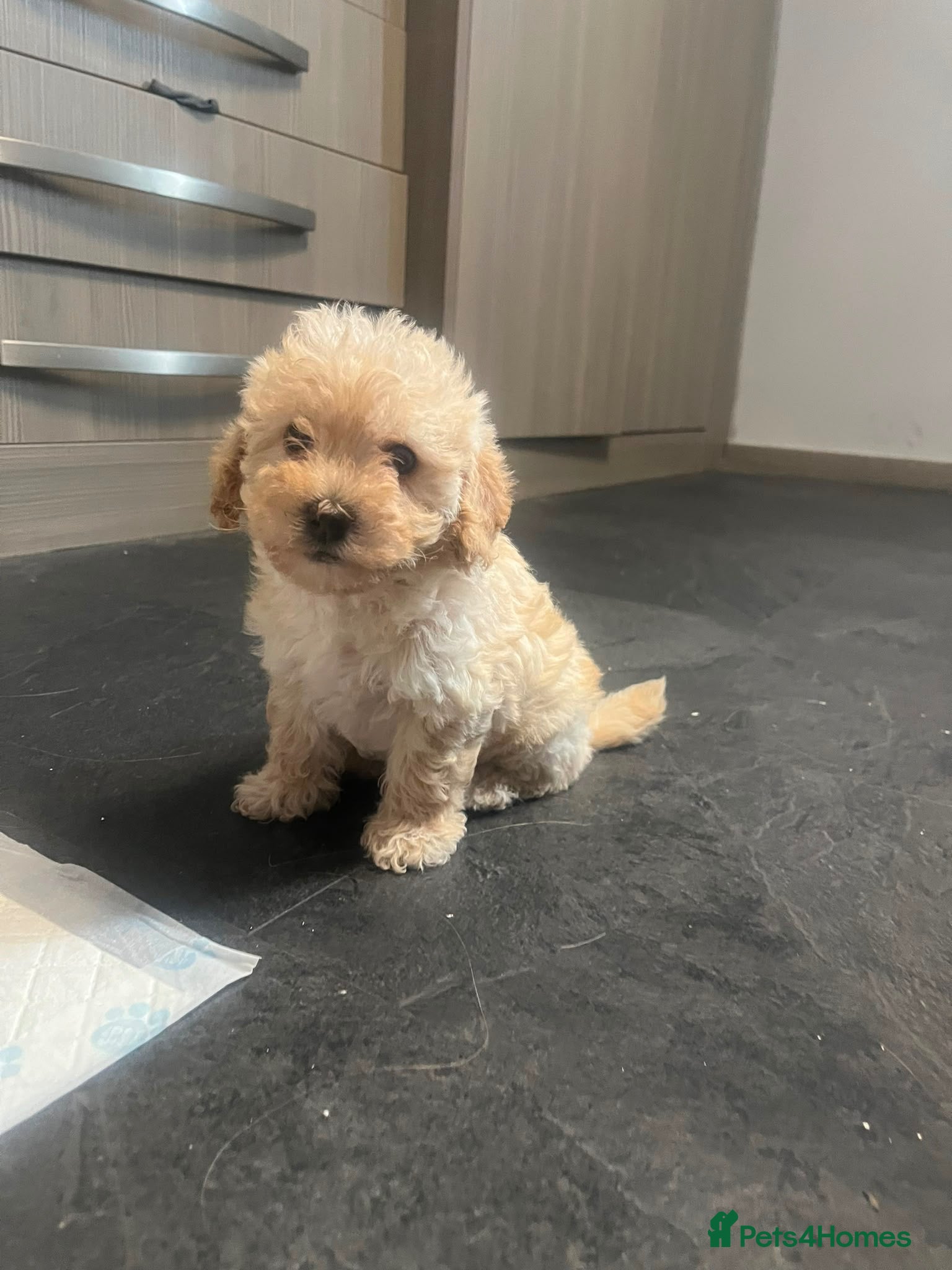 Cavapoochon dogs Cavapoochon puppies  - Advert 2