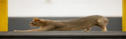 Abyssinian cats for sale: Marvellous Margot - Advert 9
