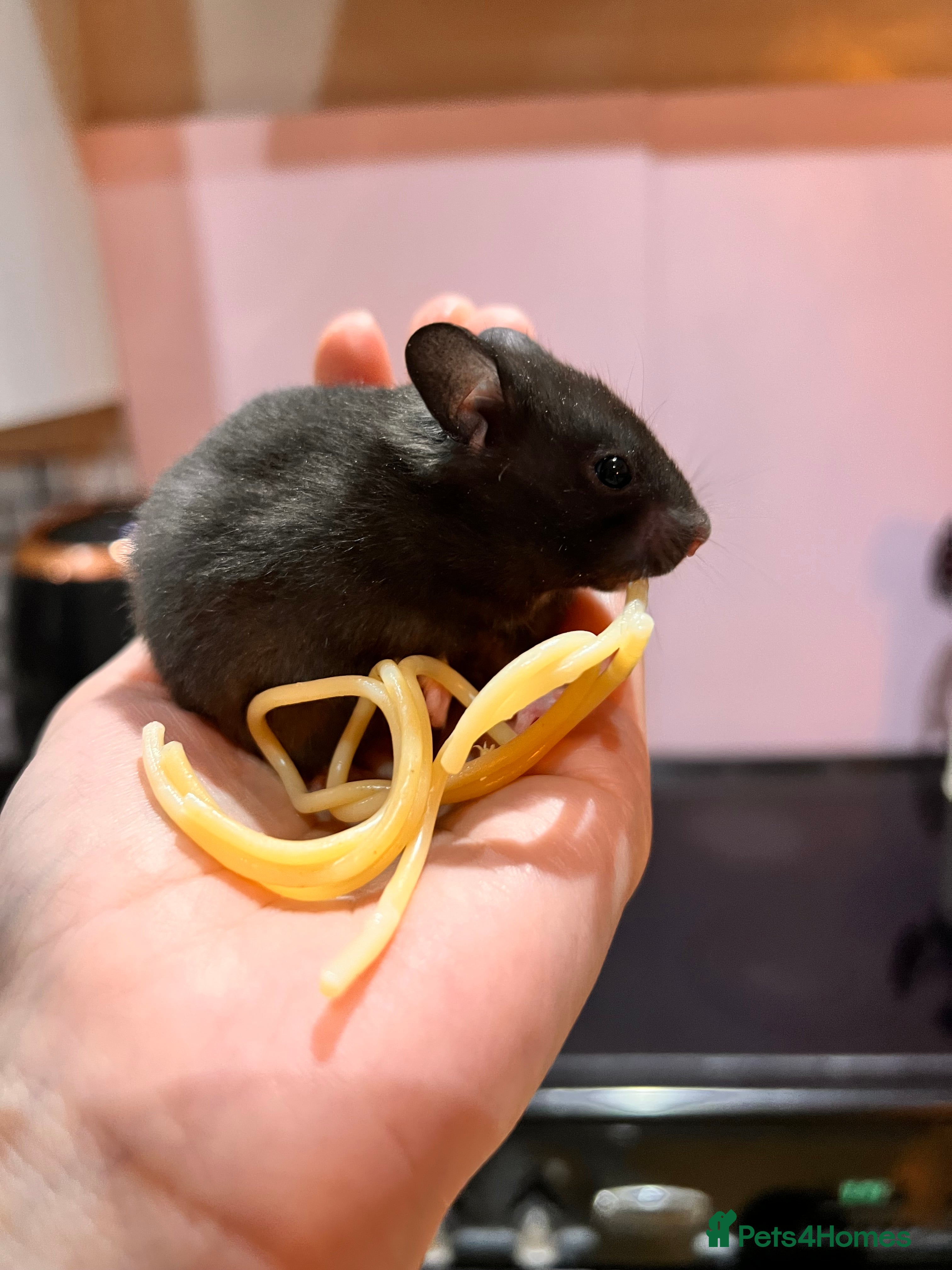 Hamster rodents PRICE REDUCED Baby syrian hamsters  - Advert 11