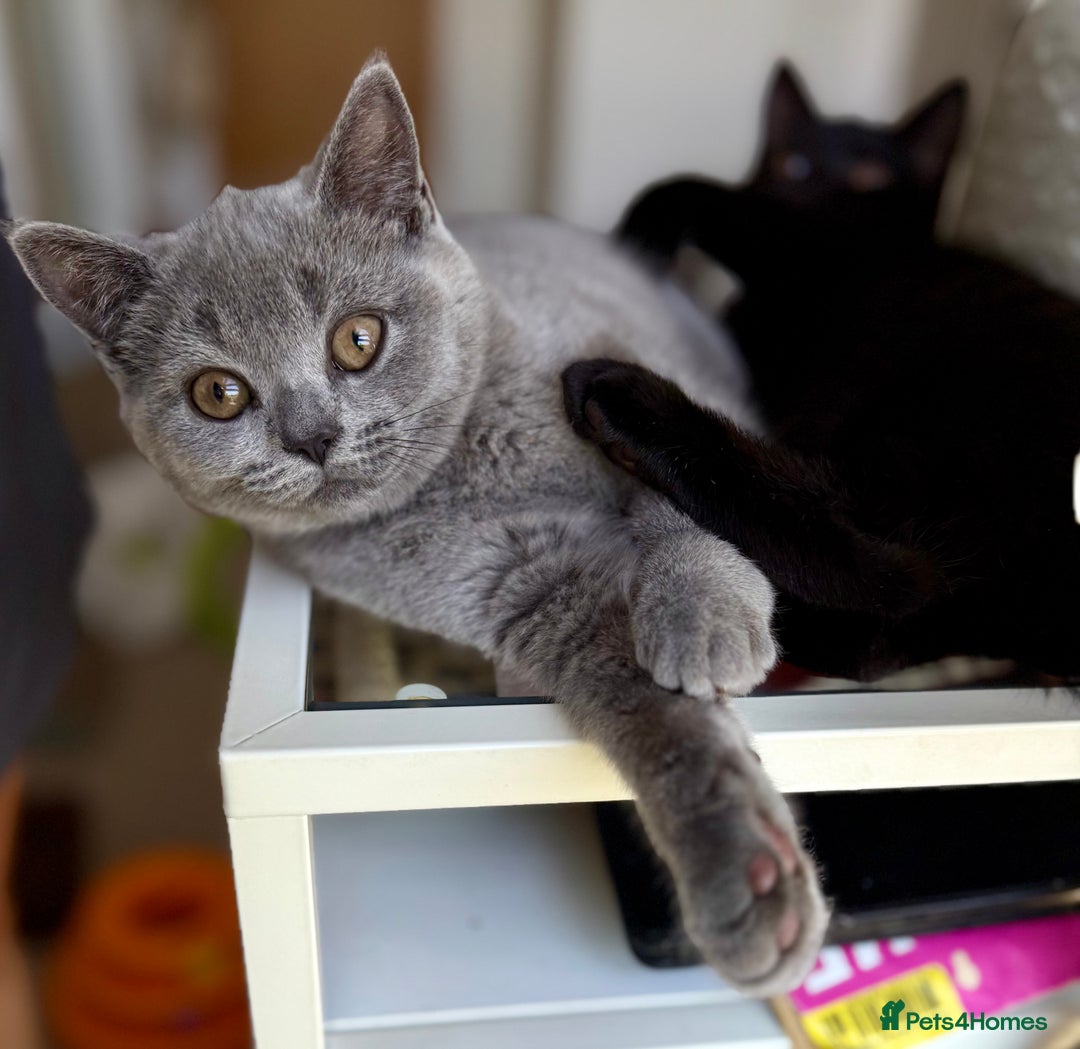 Scottish Fold cats for sale: Scottish fold and straight ear kittens in Harrow - Image 5
