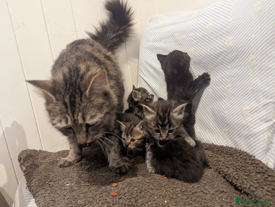 Mixed Breed cats for sale: Beautiful kittens ready for new homes 16th April  - Advert 1