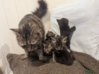 Mixed Breed cats Beautiful kittens ready for new homes 16th April - Advert 1