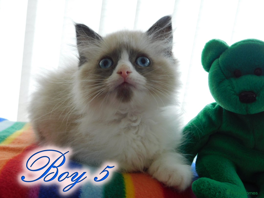 Ragdoll cats for sale: Stunning Ragdoll Kittens.... READY NOW - Image 15