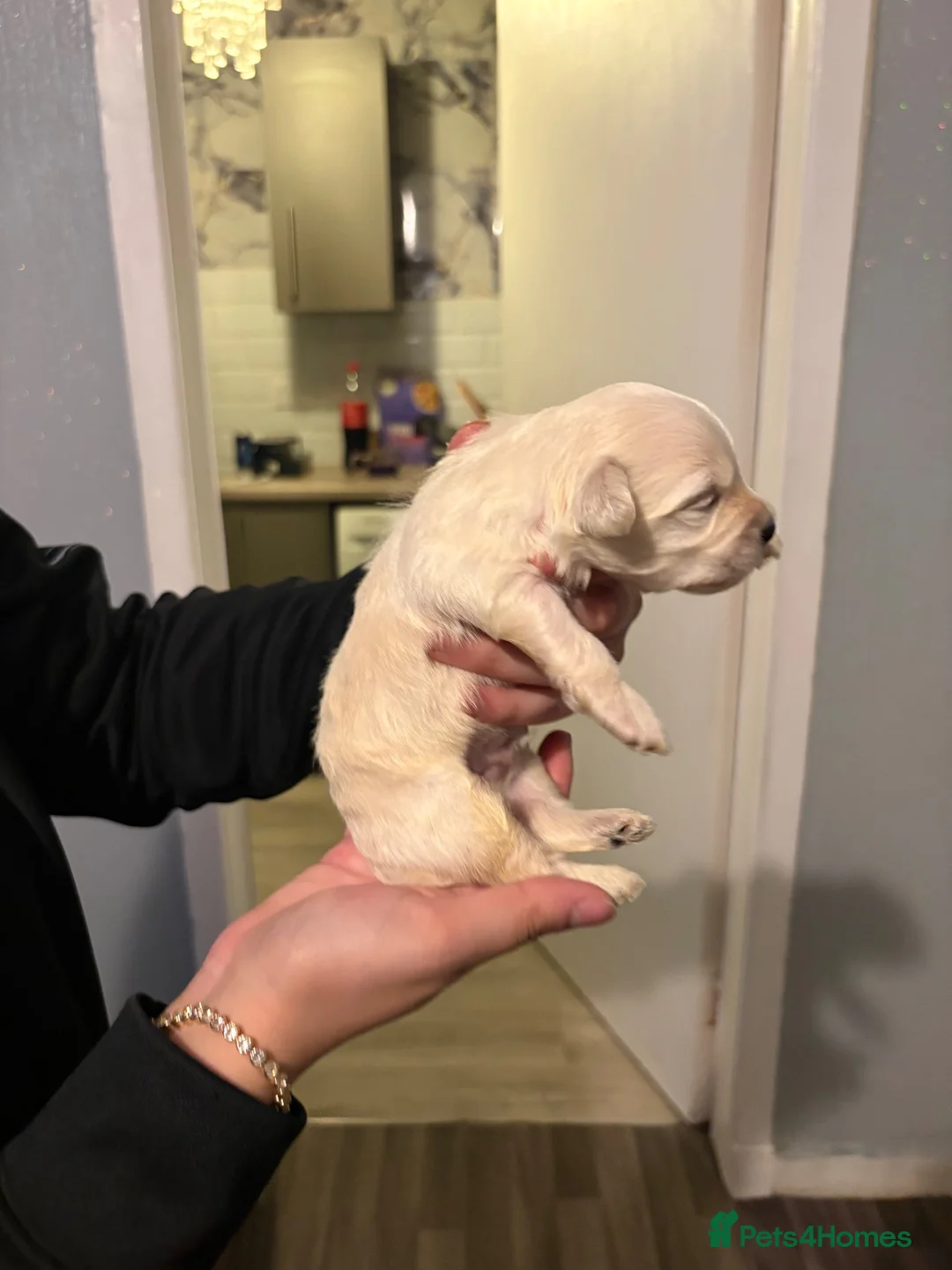 Mixed Breed dogs for sale: Beautiful healthy maltichon pups - Advert 7