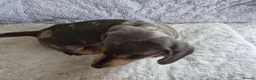 Miniature Dachshund dogs for sale: Miniature Dachshund puppies - Advert 11