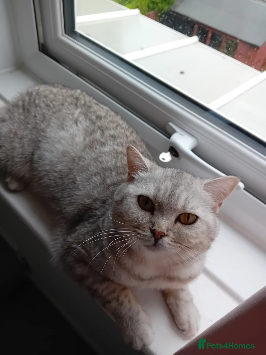 British Shorthair cats for sale: 2 British shorthair girls silver spotted/smoke - Advert 2