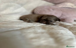 Shih Tzu dogs for sale: Beautiful shihtzu puppies - Image 12