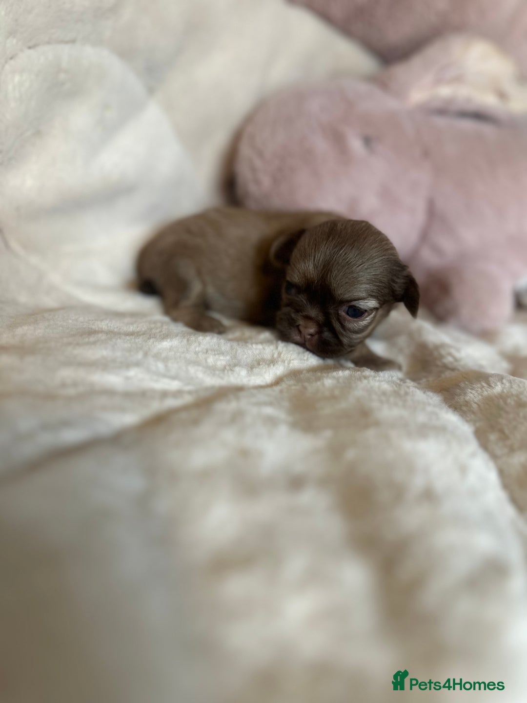 Shih Tzu dogs for sale: Beautiful shihtzu puppies - Image 12