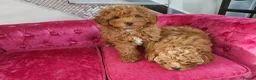 Maltipoo dogs for sale: BEAUTIFUL F1B MALTIPOO  PUPPYIES  - Advert 2