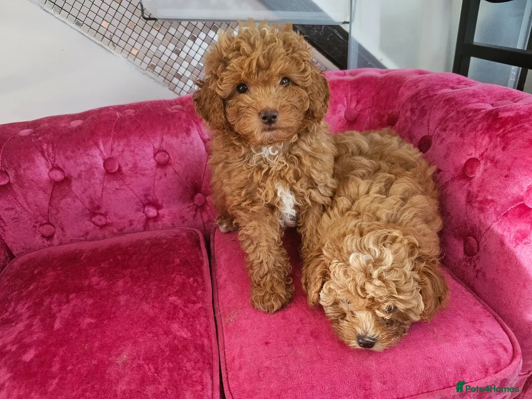 Maltipoo dogs for sale: BEAUTIFUL F1B MALTIPOO  PUPPYIES  - Advert 2