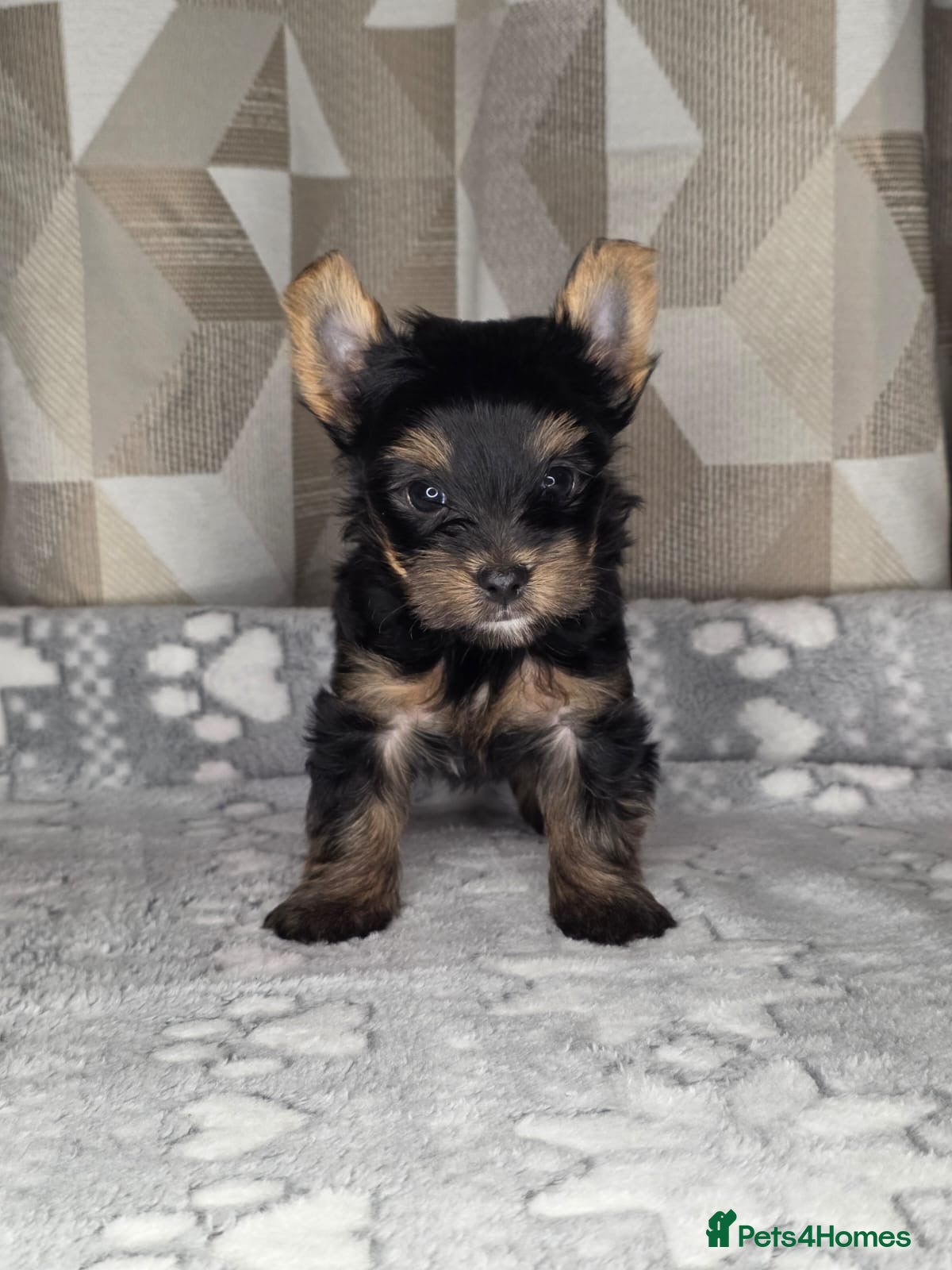 Yorkshire Terrier dogs For sale Tiny Yorkshire Terrier - Advert 11