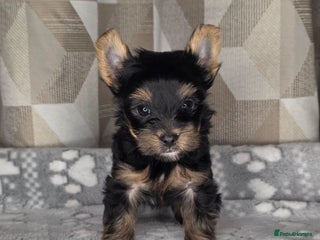 Yorkshire Terrier dogs For sale Tiny Yorkshire Terrier - Advert 11
