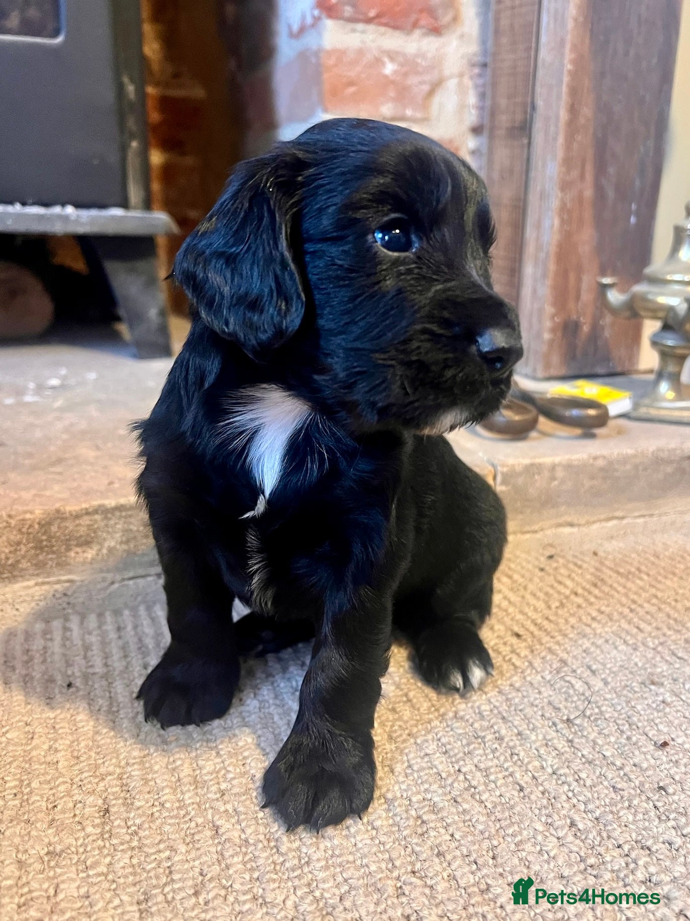 Cocker Spaniel dogs KC registered Cocker Spaniel pups. Only one left! - Advert 2