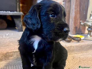 Cocker Spaniel dogs KC registered Cocker Spaniel pups. Only one left! - Advert 4