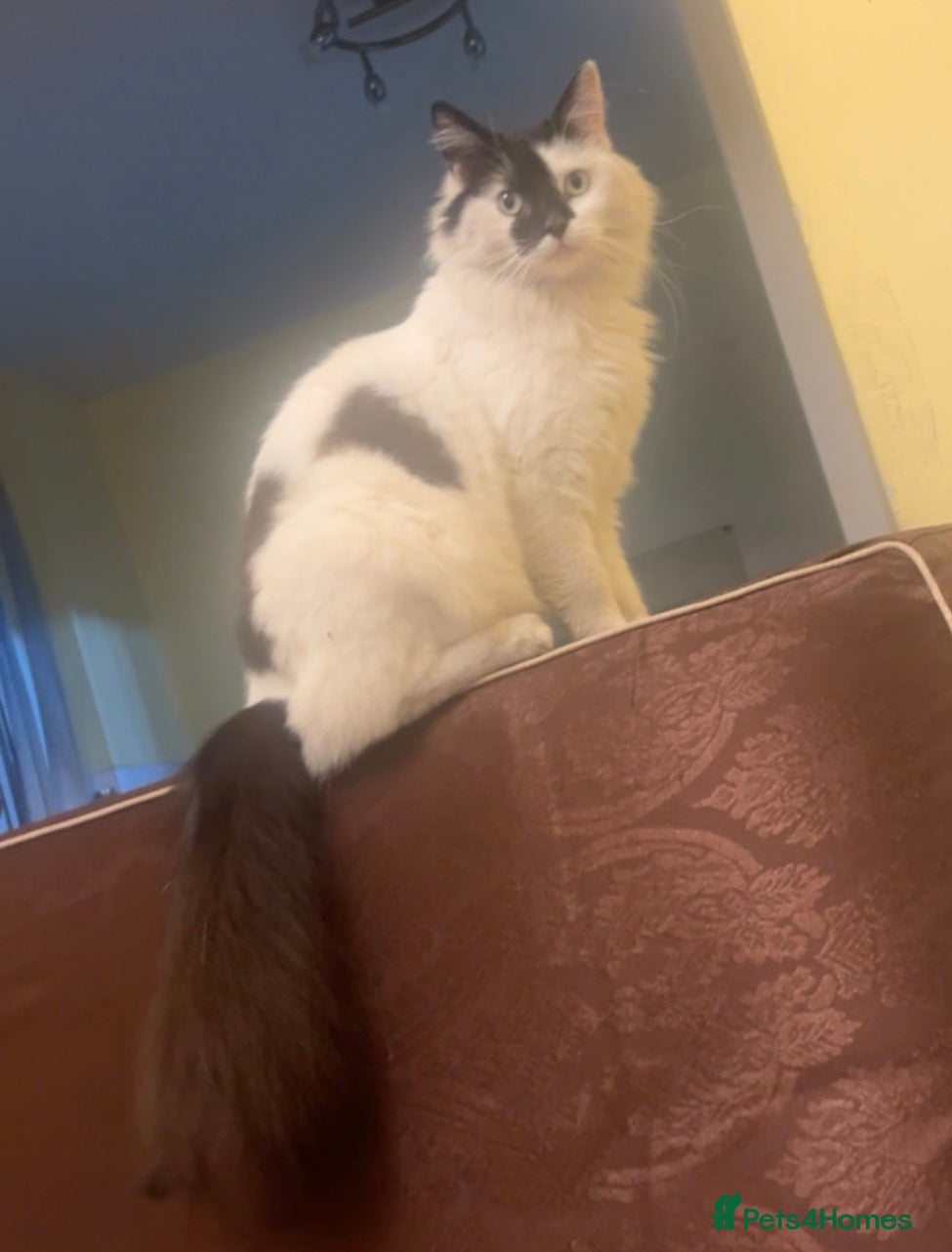 Mixed Breed cats Gorgeous female cat spayed for sale - Advert 2