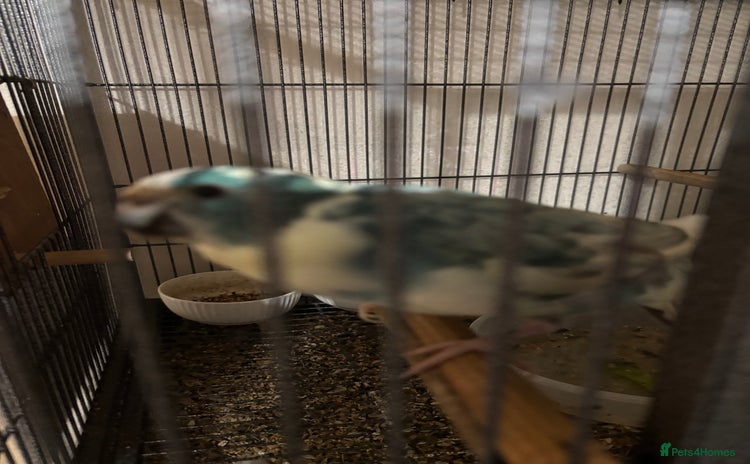 Parakeets birds Kakariki  - Advert 11