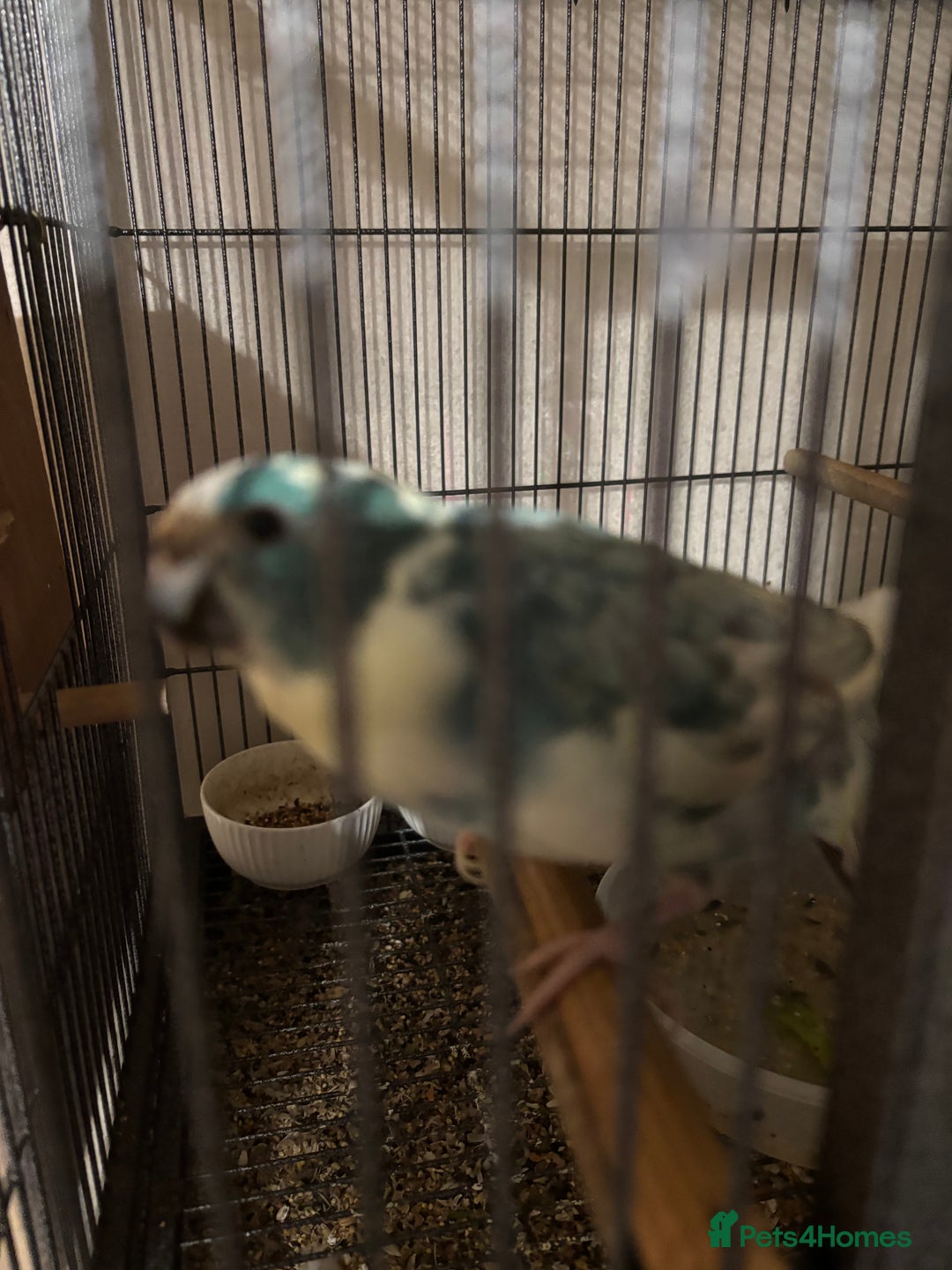 Parakeets birds for sale: Kakariki  - Advert 1