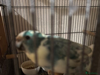 Parakeets birds Kakariki - Advert 1