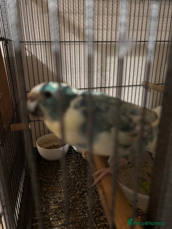 Parakeets birds Kakariki - Advert 1