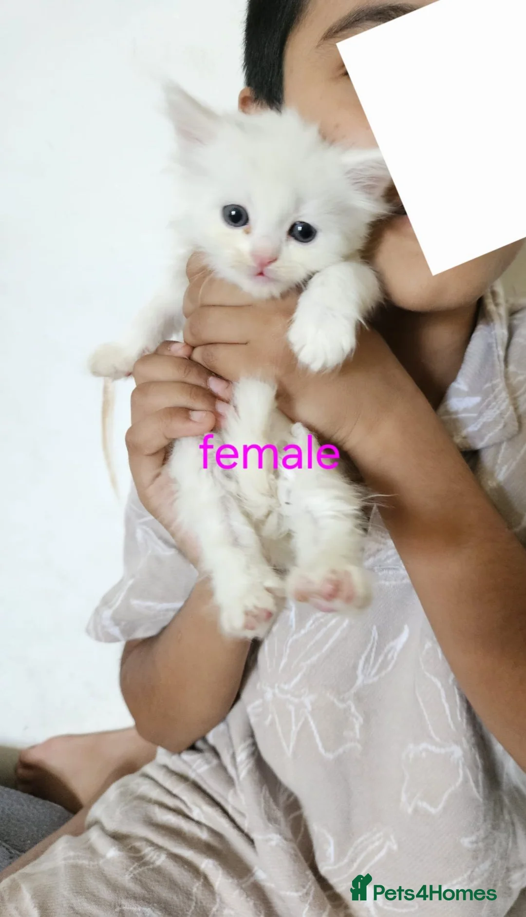 Mixed Breed cats for sale: Kittens  - Advert 2