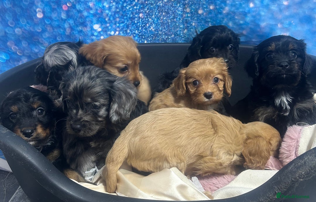Cavapoo dogs for sale: F1 cavapoo puppies 🐶 🩵💜 - Image 14