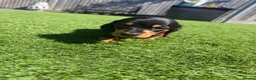 Miniature Dachshund dogs for sale: 3 beautiful Black and Tan miniature dachshunds 🐾 - Advert 8