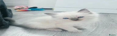 Ragdoll 2