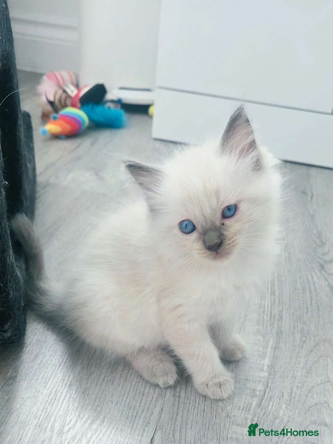 Ragdoll cats for sale: 🐾 Gorgeous Ragdoll Kittens 🐾 - Advert 2