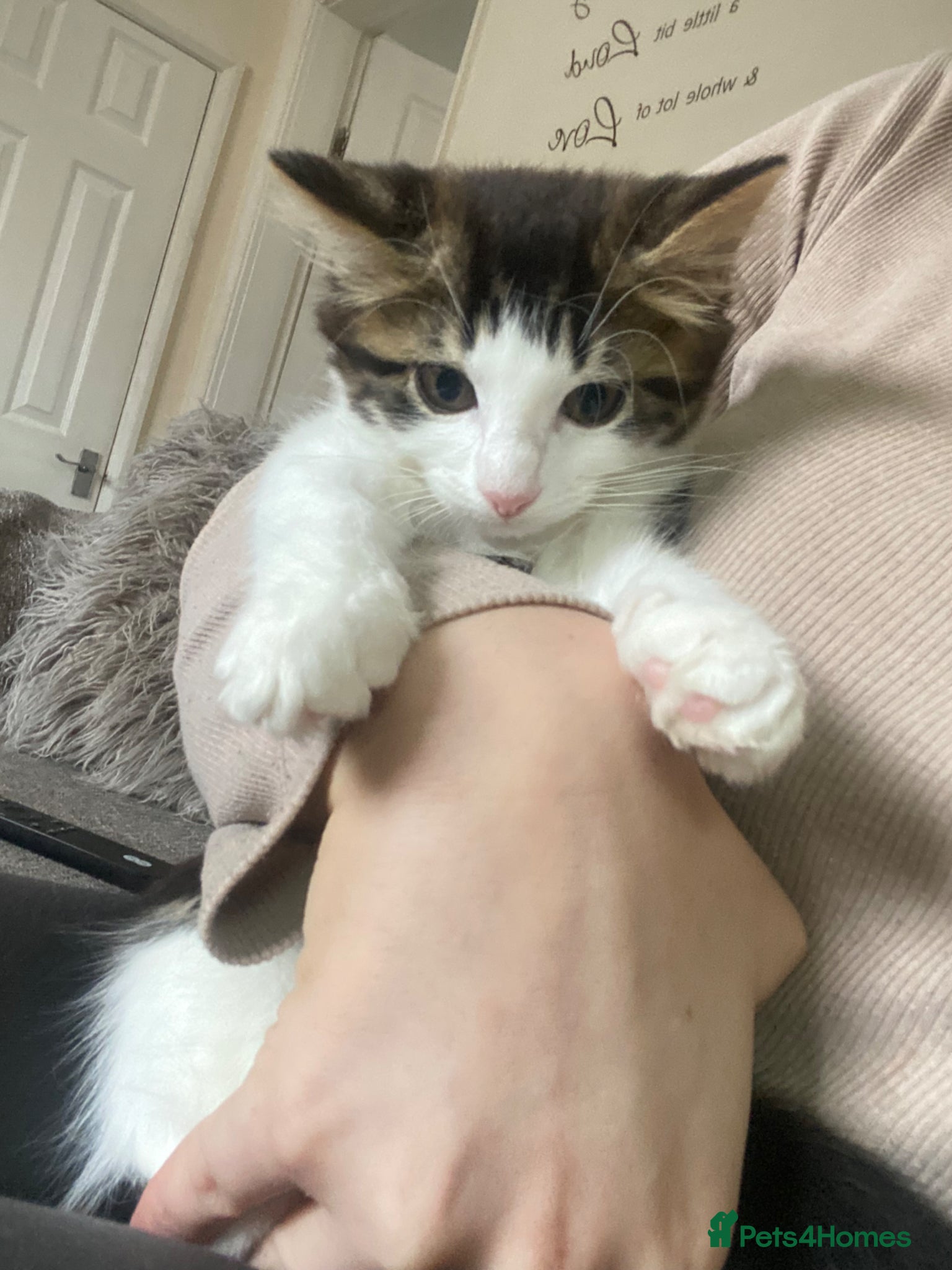 Mixed Breed cats for sale: Last female kitten for sale  - Advert 2