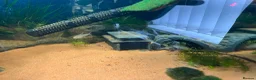 Turtle reptiles for sale: 2 musk turtles and set up  - Advert 3