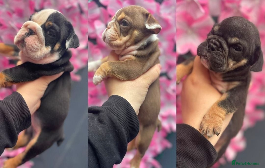 English Bulldog dogs English bulldog puppies  - Advert 2