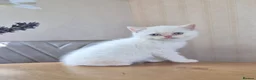 Persian cats for sale: Persian x BSH - Advert 12