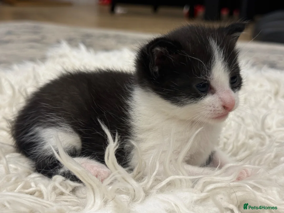 Mixed Breed cats for sale: 3 kittens adorable kitten for sale - Advert 2