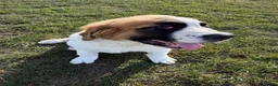 Saint Bernard dogs for sale: Saint Bernard  - Advert 3