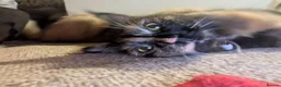 Maine Coon cats for sale: Maine coon kittens ready for new homes  in Carlisle - Advert 12