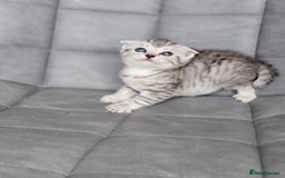 Scottish Fold cats for sale: Scottish mixed  - Image 2