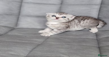 Scottish Fold cats - Advert 4