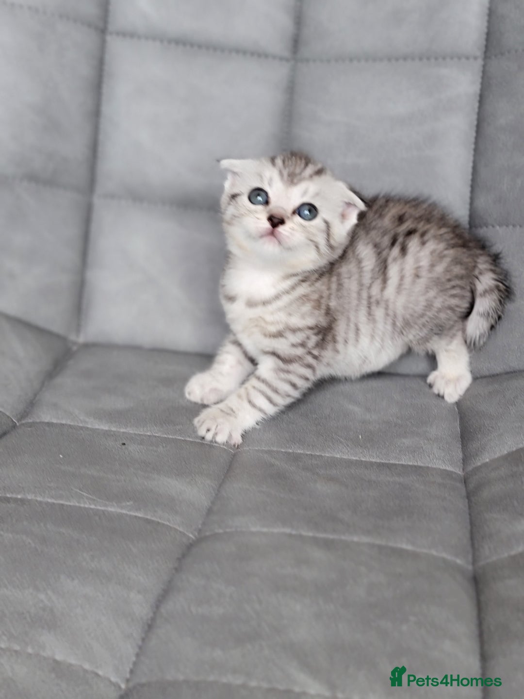 Scottish Fold cats for sale: Scottish mixed  - Image 2
