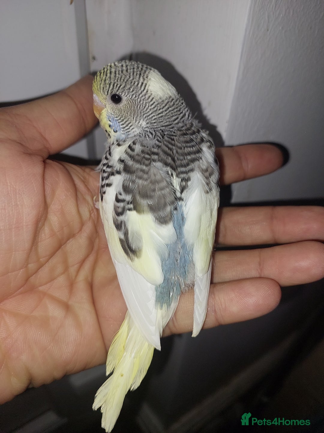 Budgerigars birds for sale: Hand reared super tame budgies chick - Image 5