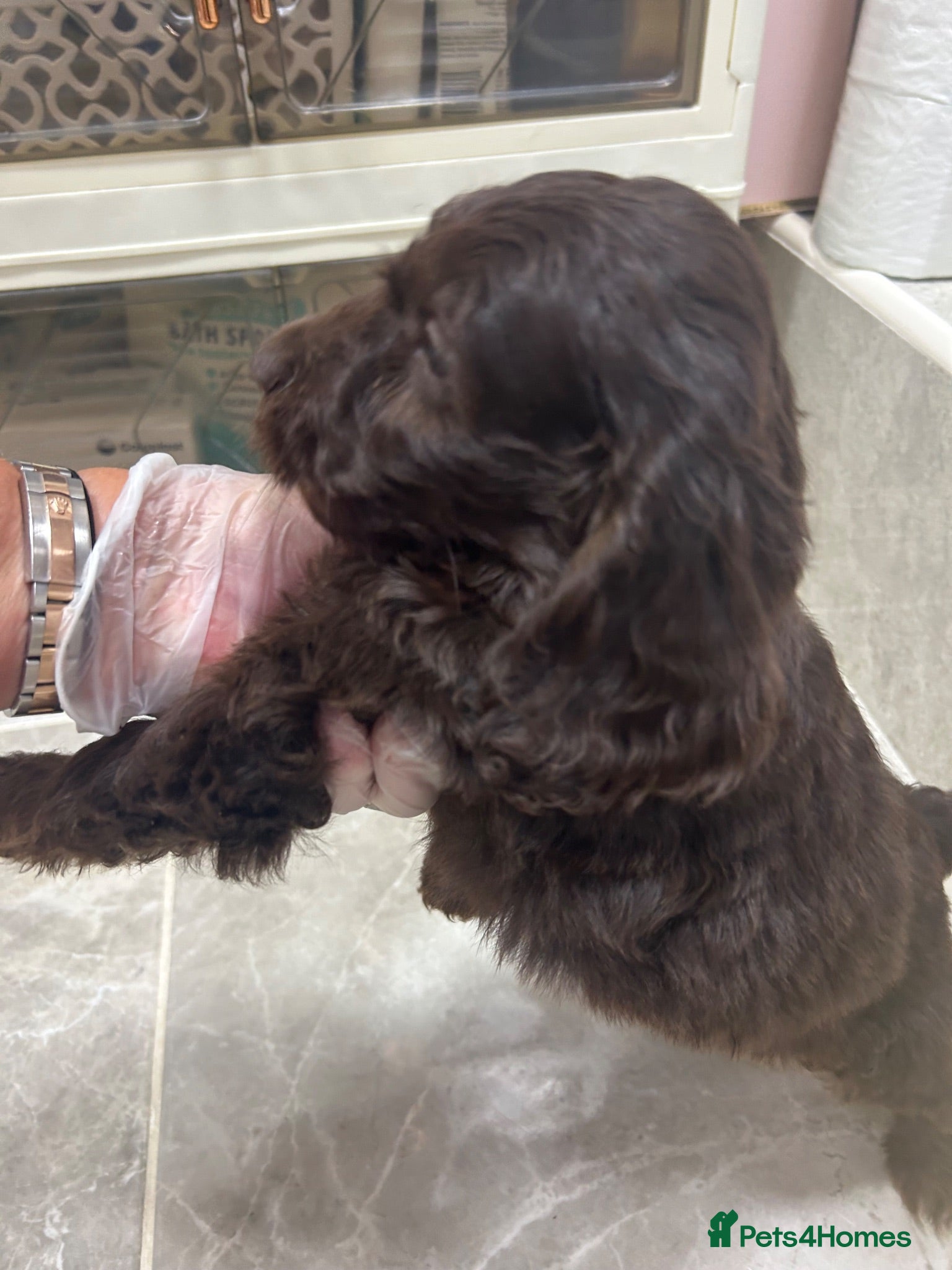 Cockapoo dogs Cockapoos lovely chocolate puppies - Advert 1