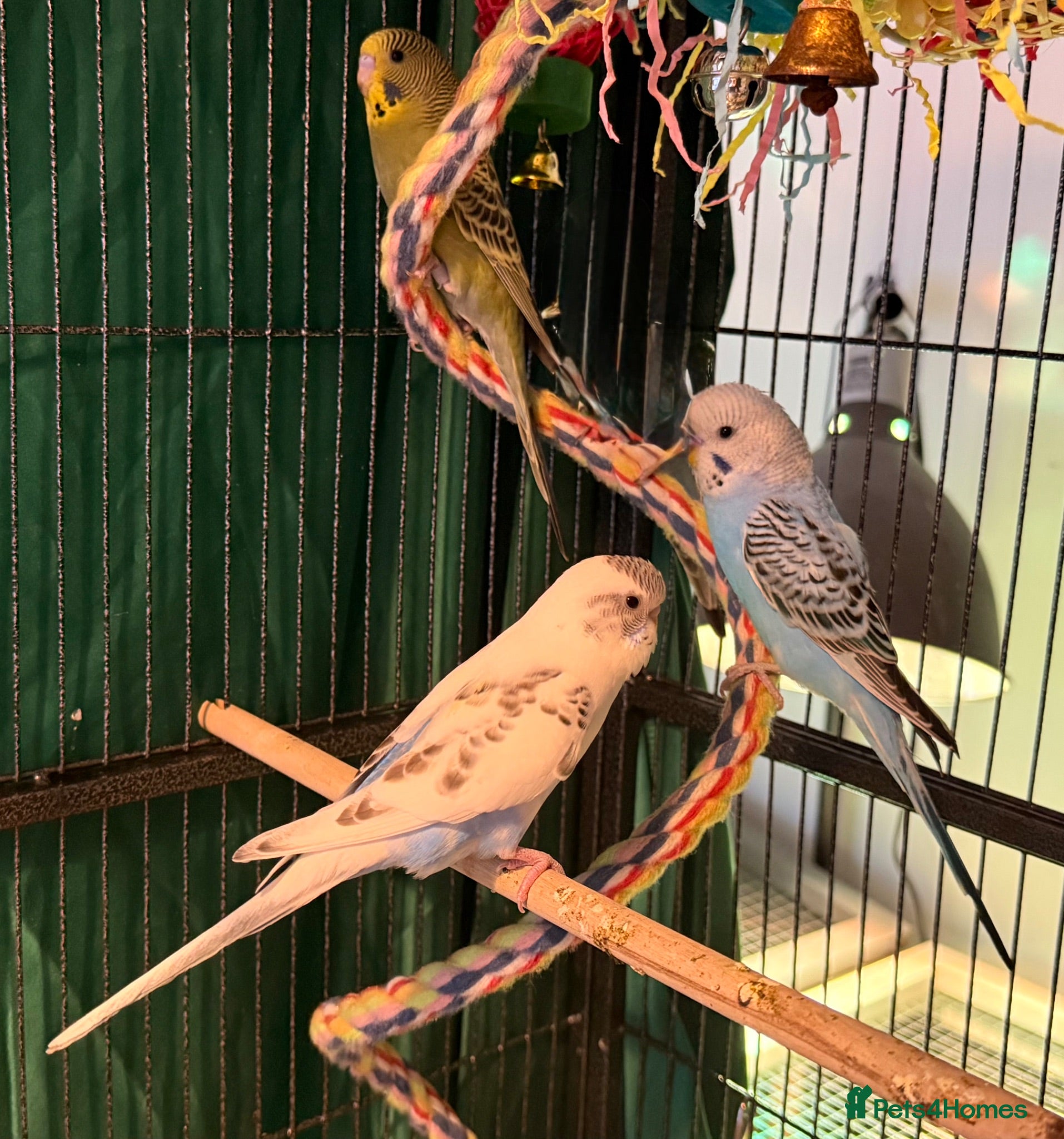 Budgerigars birds 9 week old baby budgies available  - Advert 1