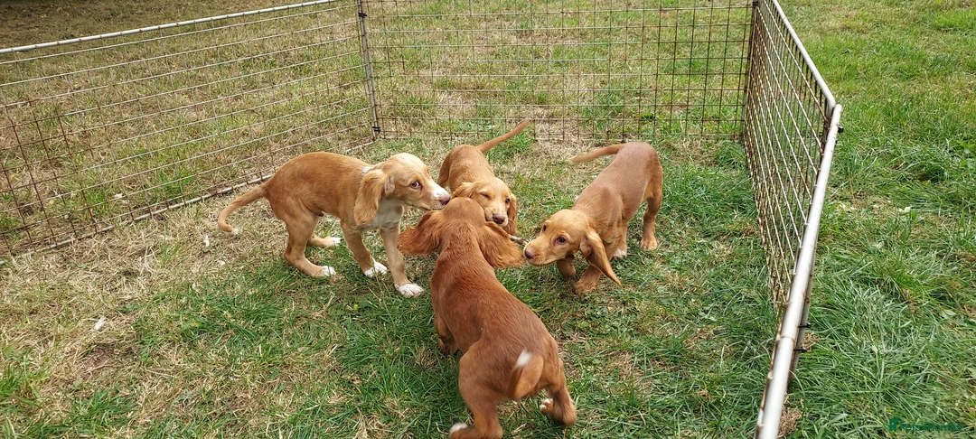 Cocker Spaniel dogs for stud: Kc health tested cocker spaniel at stud - Advert 4