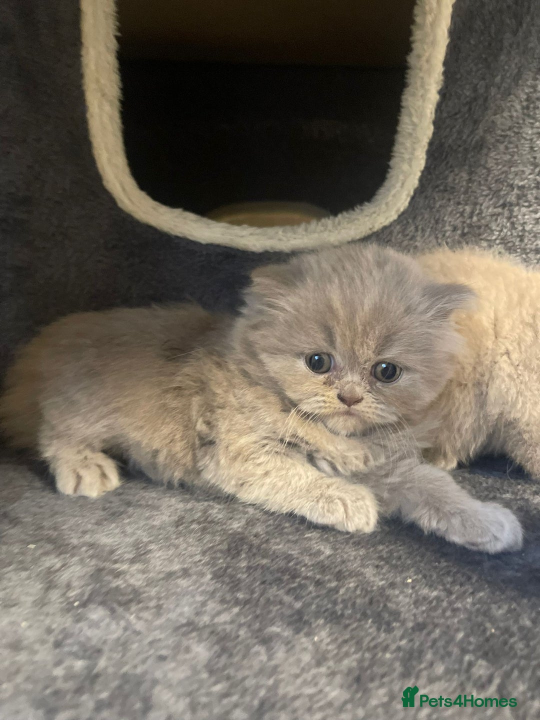 British Shorthair cats for sale: Purebred  British Shorthair Kittens - Advert 6
