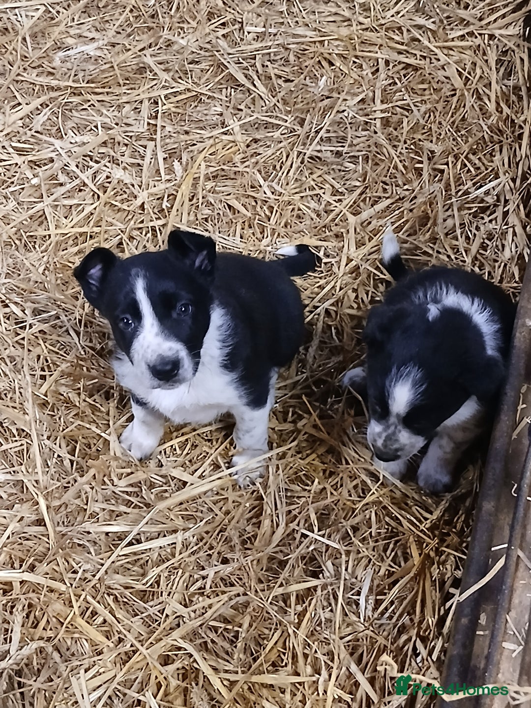 Border Collie dogs for sale: Adorable sherp dog pups for sale - Advert 5