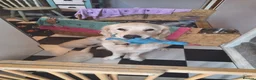 Golden Retriever dogs for sale: Elsa,  female pup in Sudbury - Advert 5