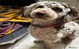 Cockapoo dogs for sale: Very sad sale merle cockapoo  - Image 1