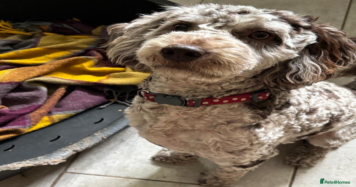 Very sad sale merle cockapoo for sale in Durham | Pets4Homes