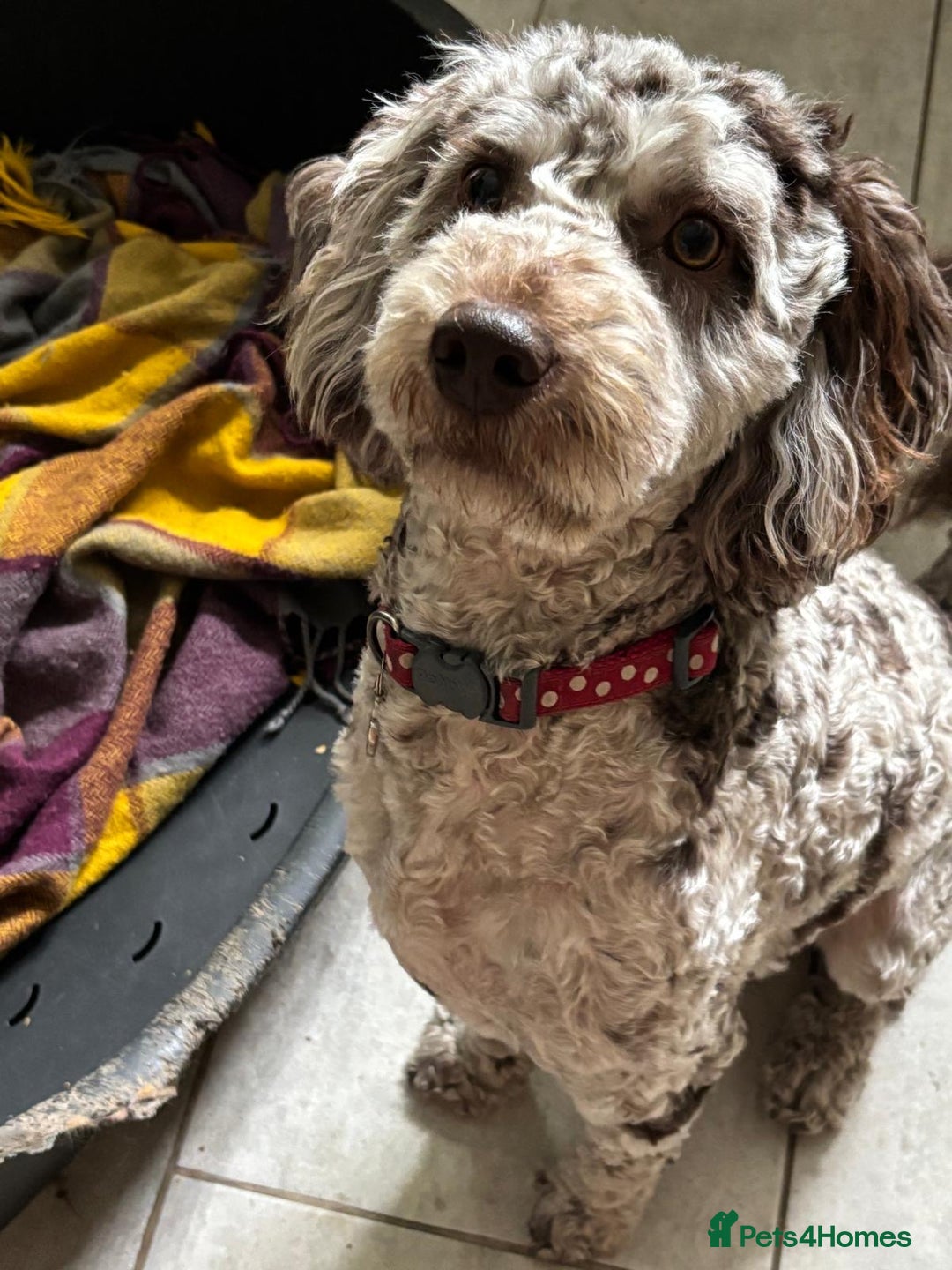 Cockapoo dogs for sale: Very sad sale merle cockapoo  - Image 1
