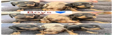 Miniature Dachshund 2