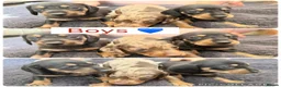 Miniature Dachshund dogs for sale: Beautiful miniature dachshunds - Advert 5